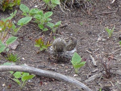 Cassin's Finch