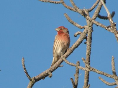House Finch