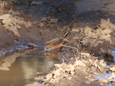 Red Crossbill