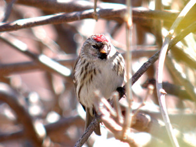 Common Redpoll