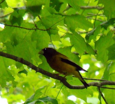 Evening Grosbeak
