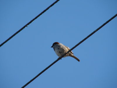 House Sparrow