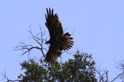 Raptors