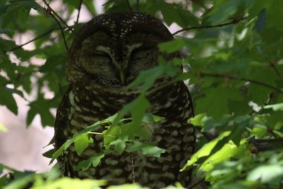Spotted Owl
