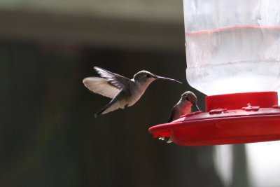 Costa's Hummingbird