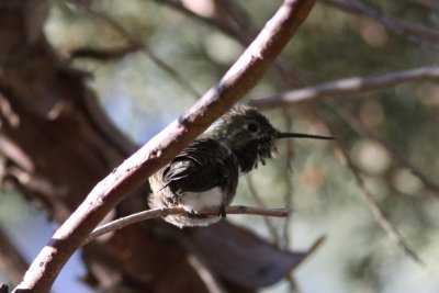 Calliope Hummingbird