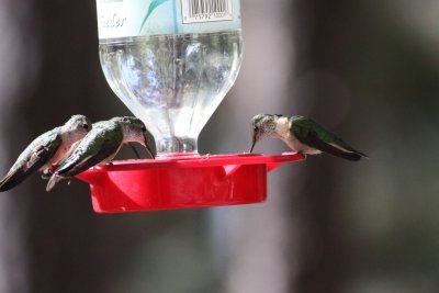 Broad-tailed Hummingbird
