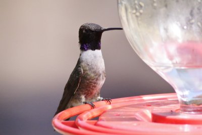 Black-chinned Hummingbird