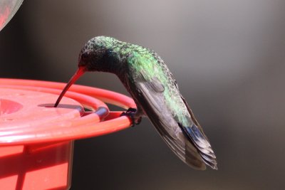 Hummingbirds