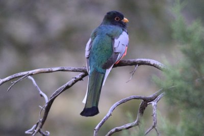Elegant Trogon