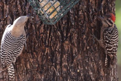 Ladder-backed Woodpecker