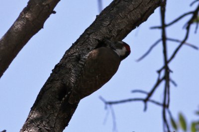 Arizona Woodpecker