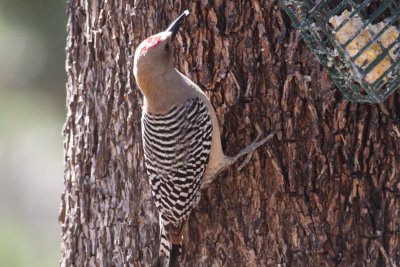 Gila Woodpecker