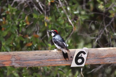 Woodpeckers