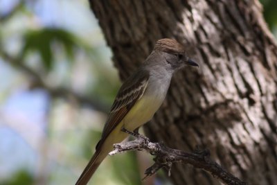 Flycatchers