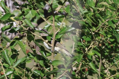 Warbling Vireo