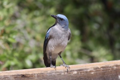 Mexican Jay