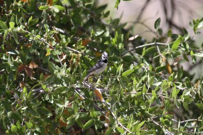 Bridled Titmouse