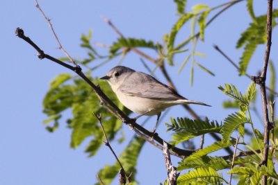 Lucys Warbler