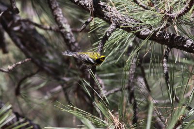 Townsends Warbler