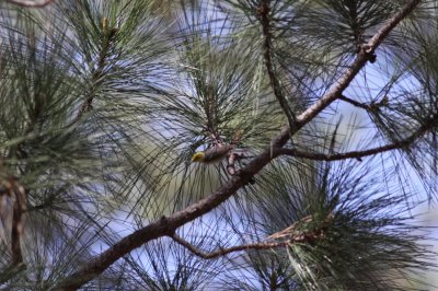Hermit Warbler
