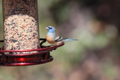 Lazuli Bunting