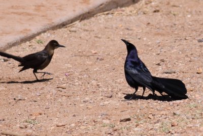 Great-tailed Grackle