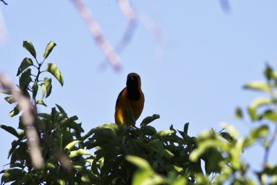 Hooded Oriole