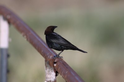 Blackbirds and Orioles