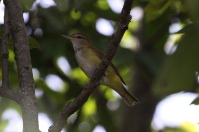 Yellow-green Vireo