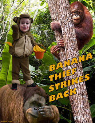 Banana Thief Strikes Back