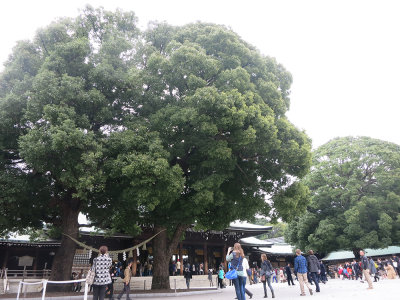 I like trees