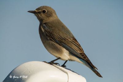 Mountain Bluebird-Female