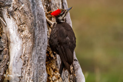 Pileated-Woodpecker-Female-ISO-800,-483mm,-f-7.1-@-1-80sec.jpg
