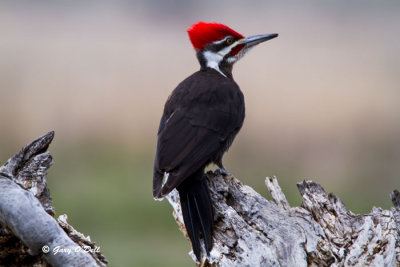 Pileated-Woodpecker-Male-ISO-800,-600mm,-f-7.1-@-1-50sec.jpg