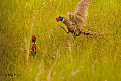 Roosters Fighting