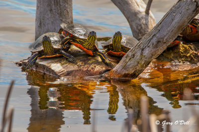 Turtles On Log