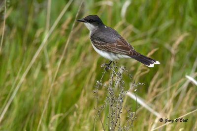 Eastern Kingbird