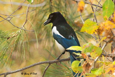 Magpie-