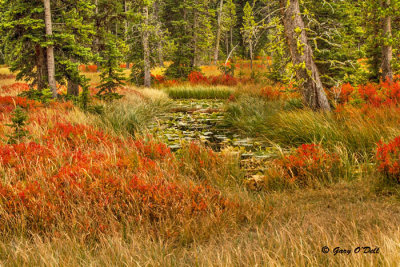 Autumn Meadow