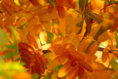 Fall-Leaves-#3.jpg