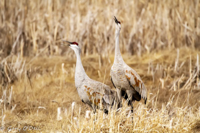 Sandhill-Cranes-Singing-