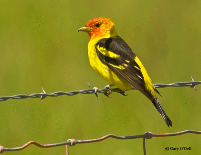 Western-Tanager-200,-500mm,-f-8.gif