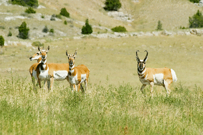 Antelope-Buck-with-Does.gif