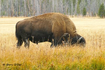 Buffalo-Bull-Feeding-close-up.gif