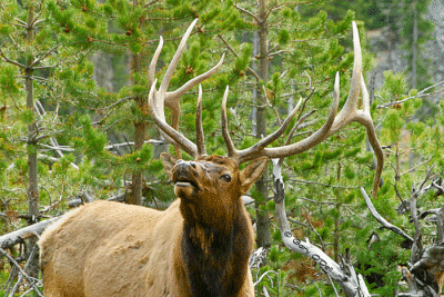Bull-Elk-in-the-Rut-#2.gif