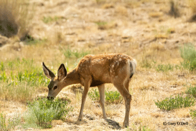 Mule-Deer-Fawn-ISO-1600-,-450mm,-f-7.1-@-1-8000-sec.gif