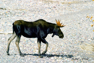 Young-Bull-Moose-#4.gif