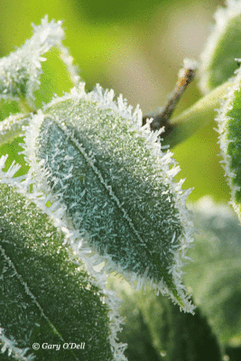 Frosted-Leaf.gif