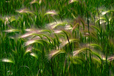 Squirrel-Tail-Barley-#6.gif